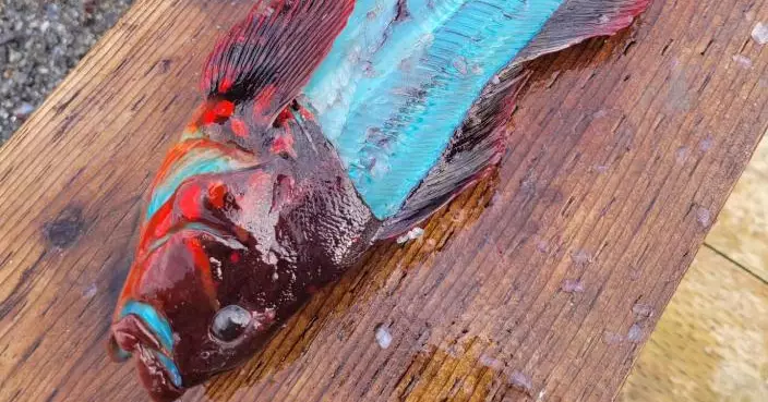 阿拉斯加現超級怪魚 切開全身是「藍肉」下鍋煮再變色
