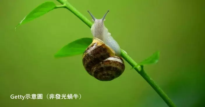 研究團隊於泰國發現5種散發綠光蝸牛