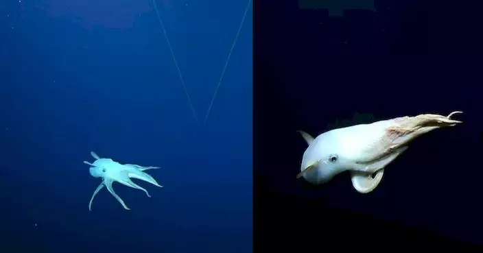 深海3千米勘探 研究團隊意外發現稀有「小飛象章魚」
