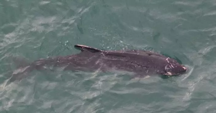 漁護署正海空尋找受傷鯨魚 強烈勸喻市民勿出海追蹤