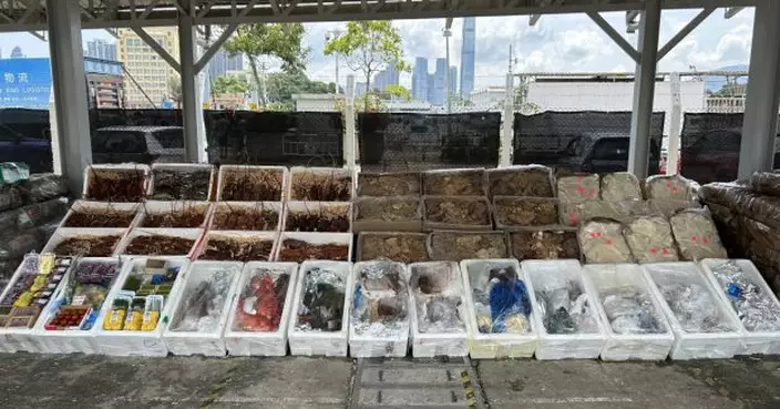 海關檢1500公斤走私龍蝦冰鮮海產　市值400萬元