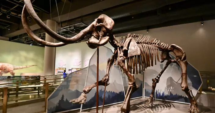 香港科學館設「滅絕．新生」展  難得一見冰河時期真猛獁象化石
