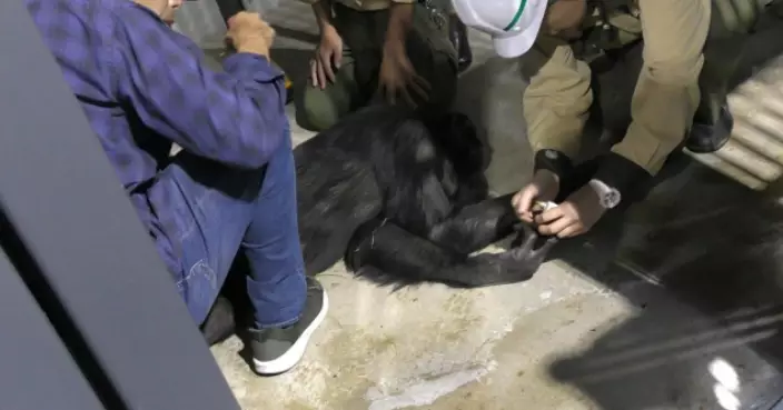 大阪動物園「黑猩猩越獄」！一獸醫被咬傷遊客棄包瘋狂逃竄