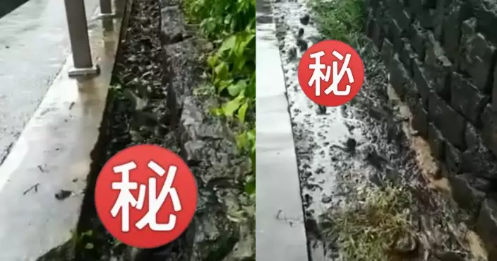 冇水都游得？居民驚遇小魚軍團「旱溝裡穿梭」！內行人揭神技面紗