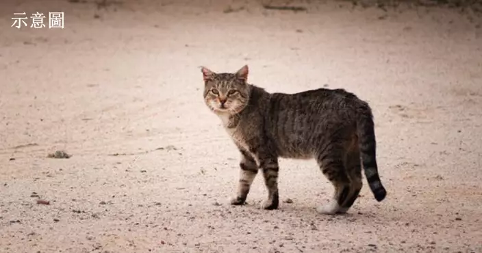 150隻貓遭遺棄在沙漠 阿聯酋爆集體虐殺動物暴行