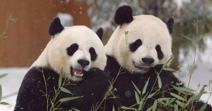 3隻旅美大熊貓年底返回中國 華盛頓國家動物園為其舉辦告別活動