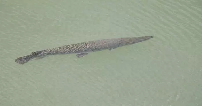 漁護署：啟德河不知名大魚為「福鱷」　市民勿隨意放生動物