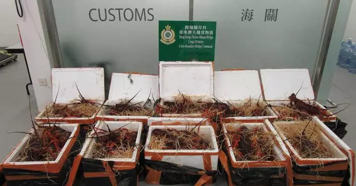 ​香港海關檢獲懷疑走私活龍蝦 市值約24萬