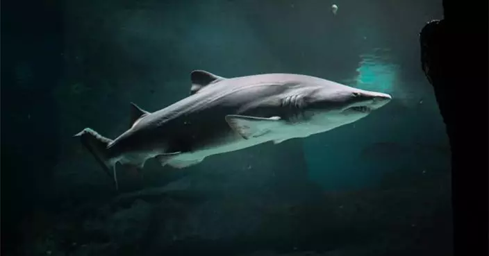 世界首例 日本科學家用「人造子宮」成功培育深海鯊魚