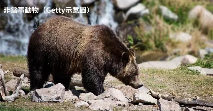 小心熊出沒！日本秋田野熊肆虐 4長者受傷送醫 列車被撞誤點