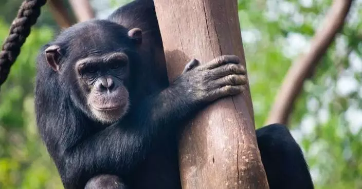 黑猩猩突衝出搶嬰 烏干達母親戶外工作痛失2個月大囡囡