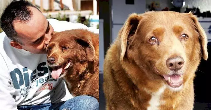 2月獲健力士認證 全球最長壽狗狗去世享年31歲
