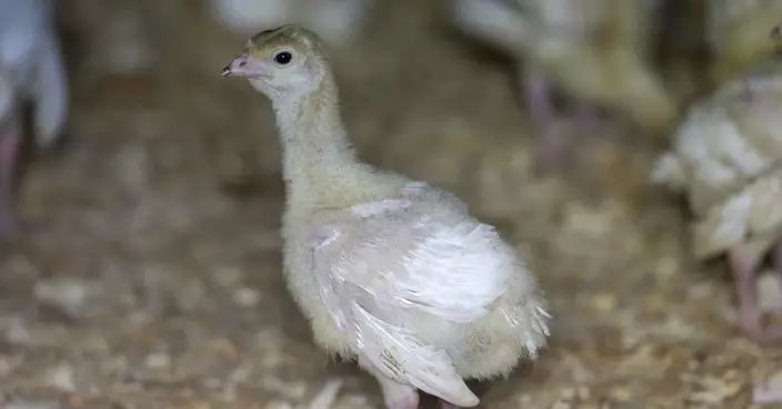 ​美爆禽流感  本港暫停部分地區禽肉及禽類產品進口