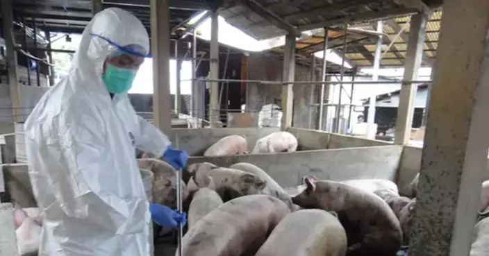 元朗再有豬場檢出非洲豬瘟病毒 1700多隻豬將被銷毀