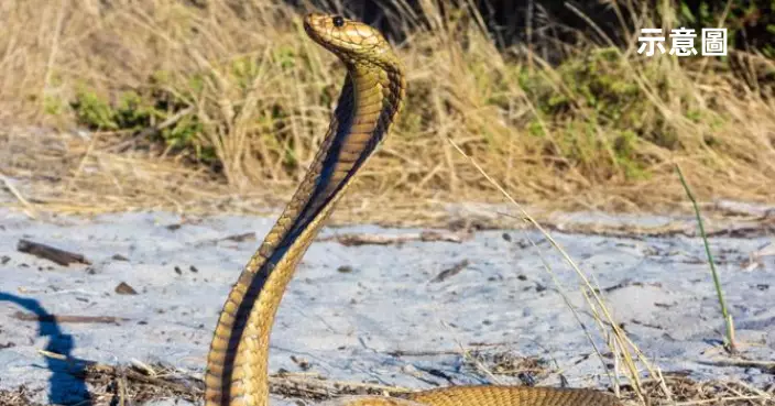 世界新品種巨蛇首現！長8米重440磅 蛇頭大如人頭