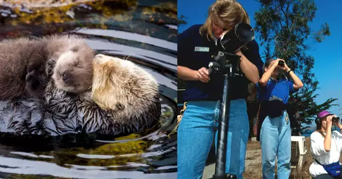 拯救海獺！加州水族館實行「契媽計劃」 23歲海獺帶大15仔過上愜意退休生活