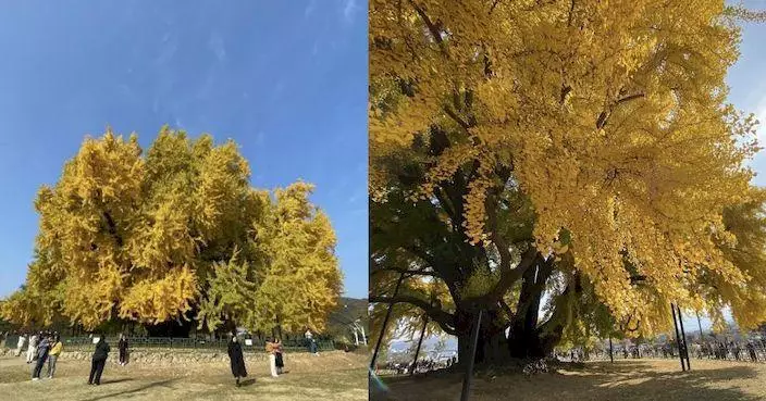 南韓800歲最美銀杏樹 每天吸引逾4000遊客觀賞