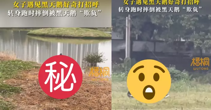好奇女被鵝「蝦」 示好打招呼卻遭瘋狂追逐慘跌倒超狼狽