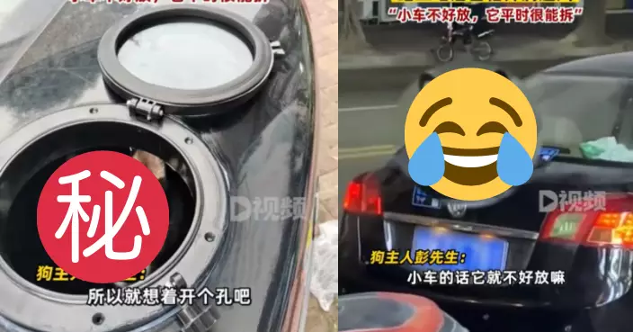 方便愛犬睇風景兼防拆車 巧手飼主後備箱開「天窗」露狗頭