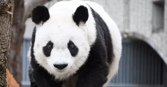 28歲高齡旅日大熊貓「旦旦」 因治療心臟病延期一年回國