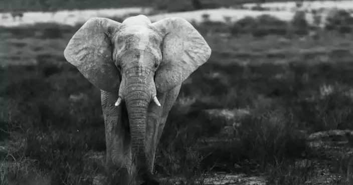氣候變化加劇厄爾尼諾現象 津巴布韋乾旱逾百頭大象亡