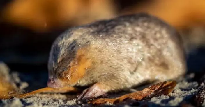 消失87年 科學家南非發現溫氏金鼴鼠並未絕種