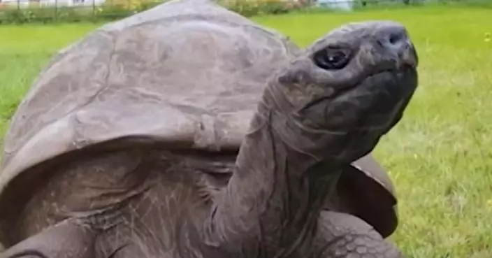 在世最長壽陸生動物 塞席爾巨龜迎來191歲生日