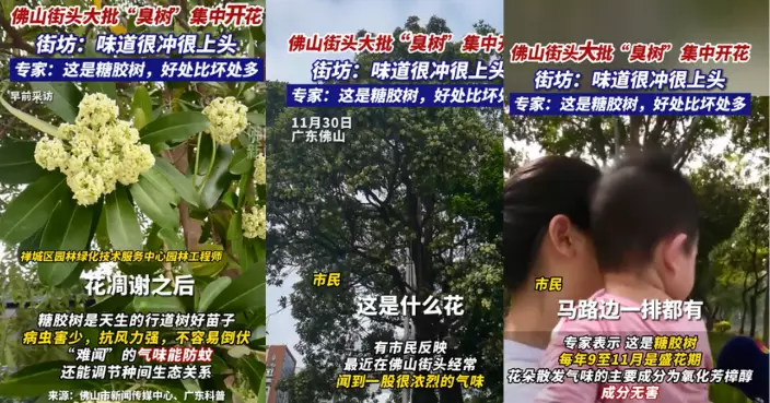 聞到都想嘔！廣州街頭「臭樹開花」 難聞氣味竟有這妙用？