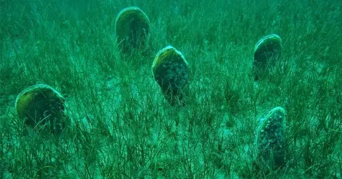 瀕臨絕種地中海「巨型蛤蜊」 近期數量突然激增