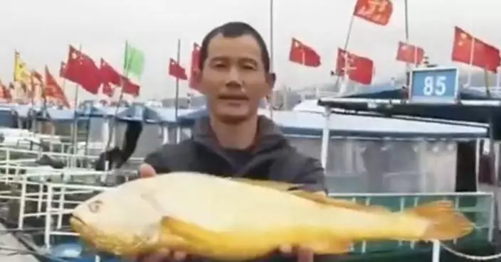 浙江漁民捕獲野生「土豪金」 通體金黃價值竟達這個數