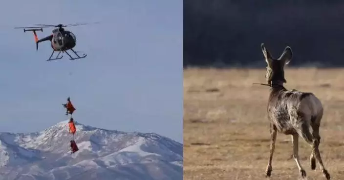 「飛鹿」降臨美國猶他州 聖誕老人與雪橇卻缺席