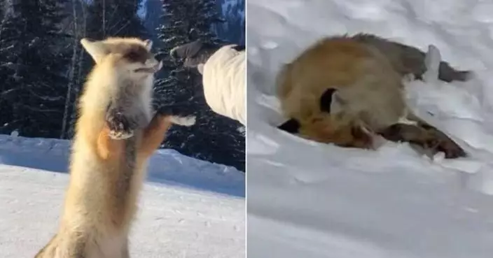 新疆網紅野生狐狸躺雪地亡 疑遊客過度餵食致腎衰竭