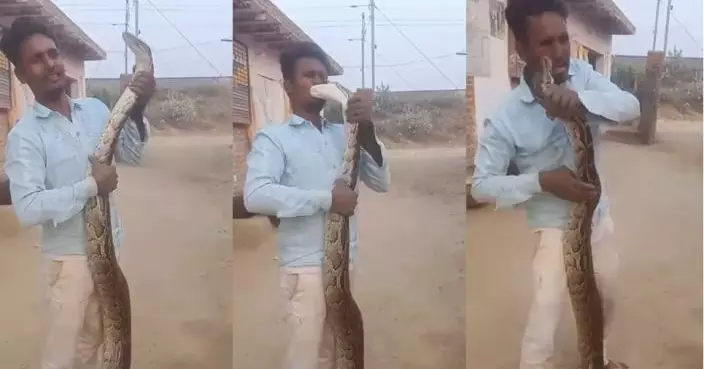 印度戆男玩巨蟒仲與蛇親吻慘被咬 網友恥笑：真「蛇吻」