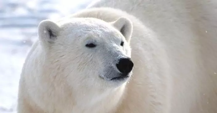 全球首宗 阿拉斯加北極熊染H5N1亡