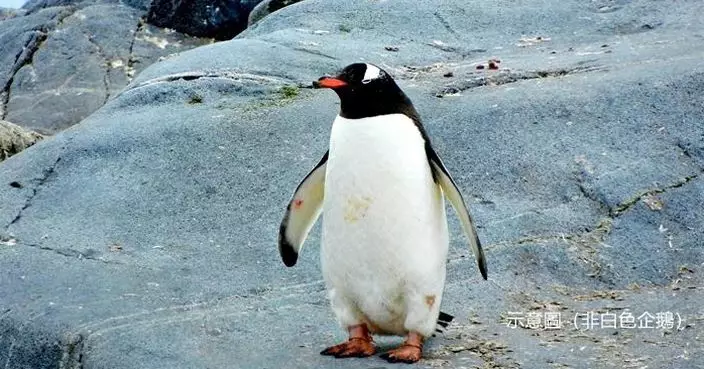 南極驚現罕見白企鵝 專家揭變色原因