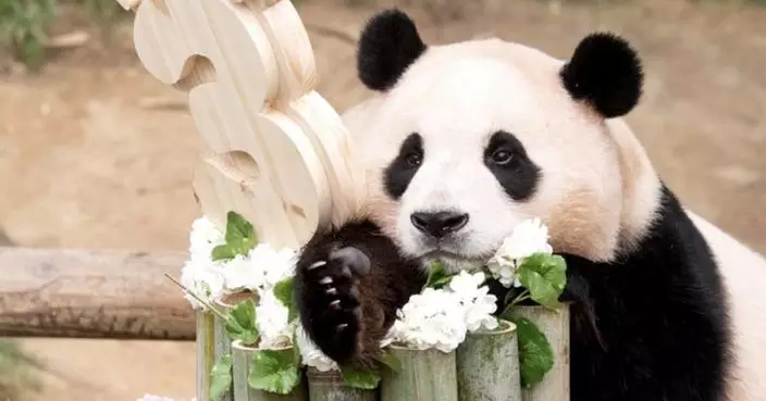 旅居南韓大熊貓福寶將於4月返回中國 送往四川大熊貓保護研究中心