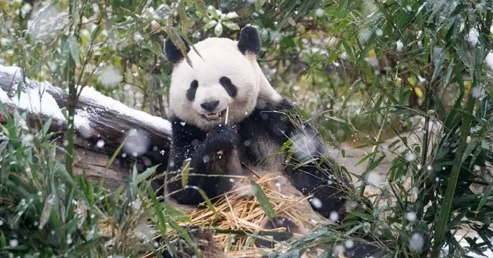 國家林草局：現有56隻大熊貓旅居國外　健康狀況總體良好