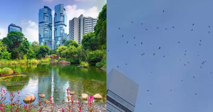 香港公園上空驚現大量雀鳥盤旋惹「地震先兆」疑雲 網友：城市人少見多怪
