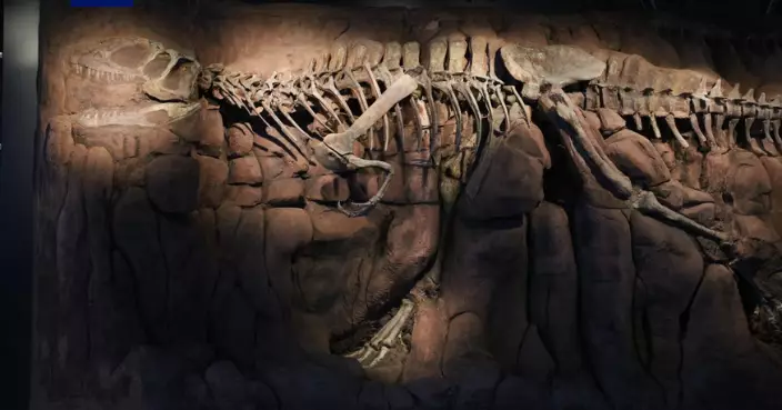 中國古動物館正式開館 逾6000件展品包括全球唯一中華猛龍骨架標本