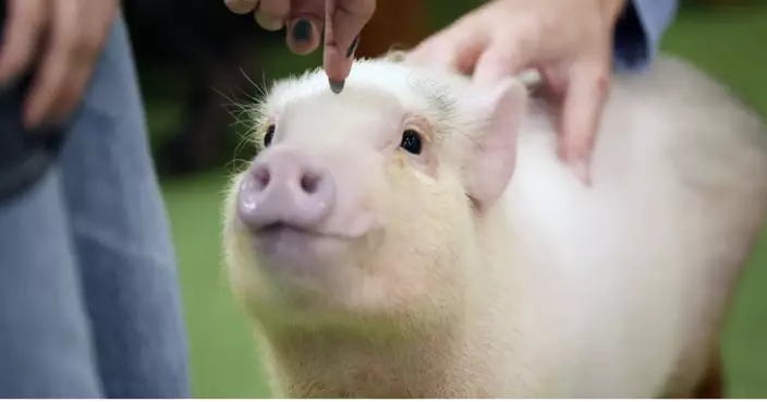 豬豬搖錢樹？日本「豬咖」成遊客新寵 可愛豬仔爬滿身討摸超治愈