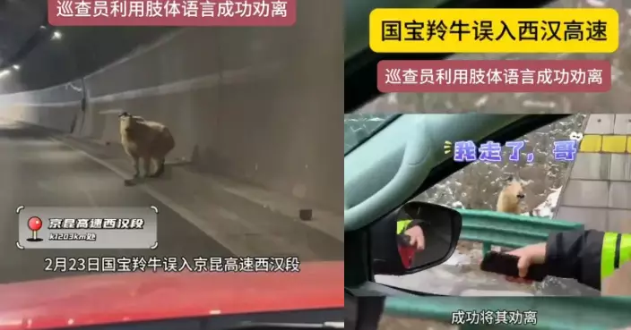 國寶羚羊誤上高速隧道 巡查員用肢體動作無障礙溝通成功勸離