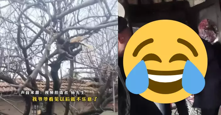 68歲「叛逆仔」偷剪杏樹 98歲老竇嬲爆提棍只因1暖心理由