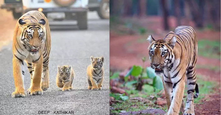 動物也懂環保 印度老虎撿走國家公園內塑膠樽