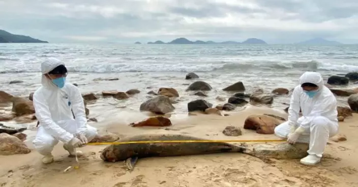 石壁大浪灣沙灘現江豚屍體　今年第6宗鯨豚擱淺個案