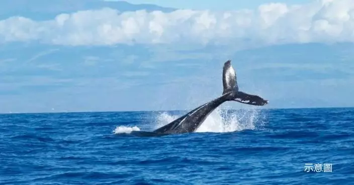研究：北太平洋座頭鯨數量近10年銳減20% 罪魁禍首可能是「呢樣嘢」
