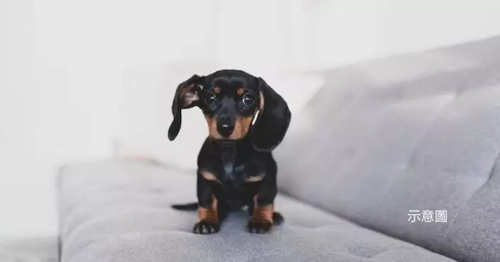 鼻子較長有著數？英最新研究揭：這種狗最長壽