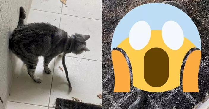 愛貓頸纏「粗長黑繩」 飼主細看驚揭係：世界第二毒！
