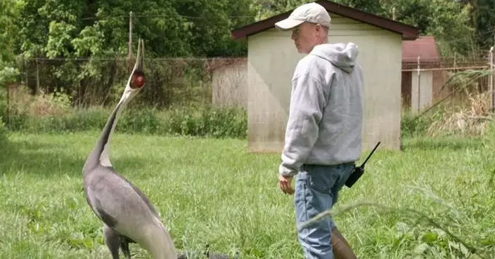 42歲高齡傳奇母鶴離世 曾因「愛上飼養員」啄死2公鶴