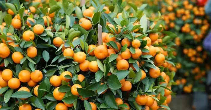 原定下周於荔枝角政府合署年宵攤位競投改於香港科學館演講廳舉行