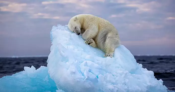 北極熊「沉睡漂浮冰山」心酸畫面 奪英動物攝影獎人氣獎
